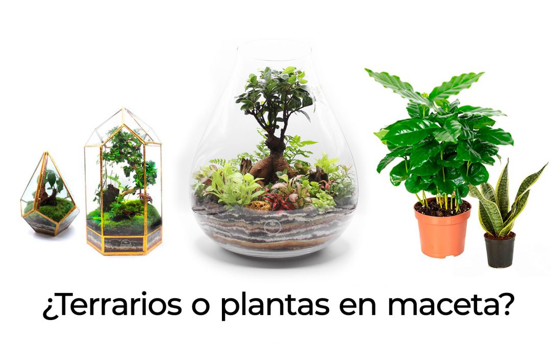 terrarios, plantas en maceta, jardin eterno
